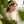 communion headband, communion headband Ireland, communion headbands Ireland, First Holy Communion headband, First Communion headband, girls communion headband, communion hairband, communion hair accessories, communion hair accessories Ireland, communion headpiece, communion headpiece Ireland, communion headpieces for girls, white communion headband, ivory communion headband, pearl communion headband, flower communion headband, floral communion headband, communion bow headband, handmade communion headband, 