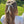 Sarah Ivory Pearl Headpiece