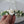 Ivory Flower Crown
