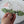 Wild rose and greenery Flower Crown