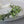 Wild rose and greenery Flower Crown